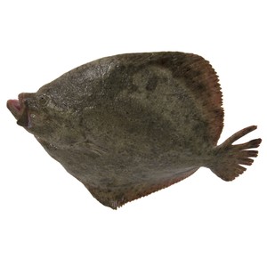 Rodaballo mostrador - Entero