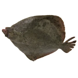 Rodaballo mostrador - Entero