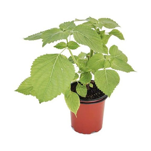 Planta natural verde en maceta, modelos surtidos, VIVEROS.