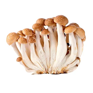 Shimeji marrón 150 g.
