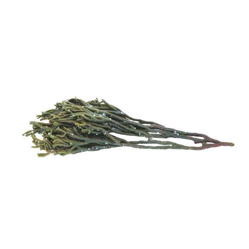 ALCAMPO CULTIVAMOS LO BUENO Alga Percebe fresca en sal  Bandeja