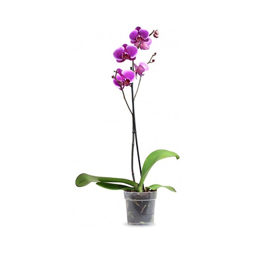 Orquidea 3 flores en caja de regalo, VIVEROS.