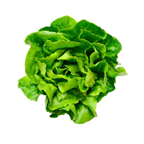 Lechuga Batavia