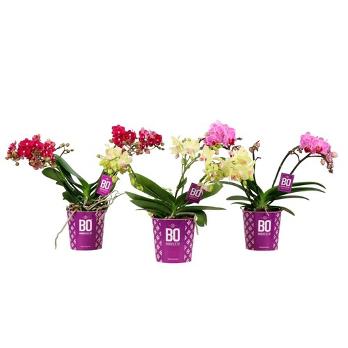 Orquídea phalaenopsis 2 tallos maceta colgante 12 cm. Altura 30/40 cm, OZ PLANTEN.