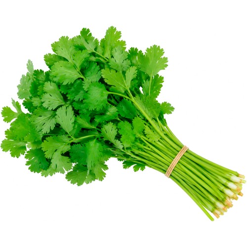 Cilantro, manojo.