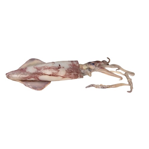 Calamar grande origen Sudáfrica - Rodajas