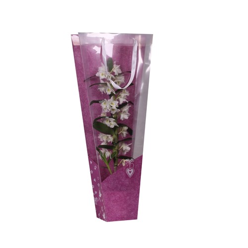 Orquídea dendrodium de  60 cm 1 tallo en bolsa rígida de regalo, BATLLE