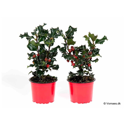 Acebo adornado con frutos artificiales de la variedad Ilex Aquifolium, en maceta de 9 centímetros VIVEROS.