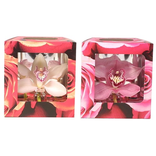 Orquídea Cymbipack 1 flor, BATTLE