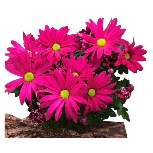 Chrysanthemum chrysanne margarita mix maceta 13 centímetros, VIVEROS.