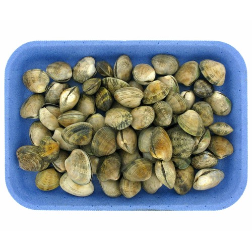 Almeja japónica 80/110 malla 500 gr
