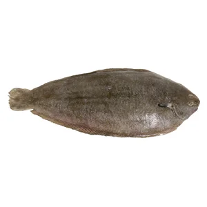 Lenguado cultivo mostrador