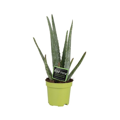 Planta Aloe Vera en maceta de 10,5 cm. VIVEROS.