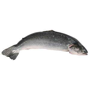 Salmón entero. - Entero limpio