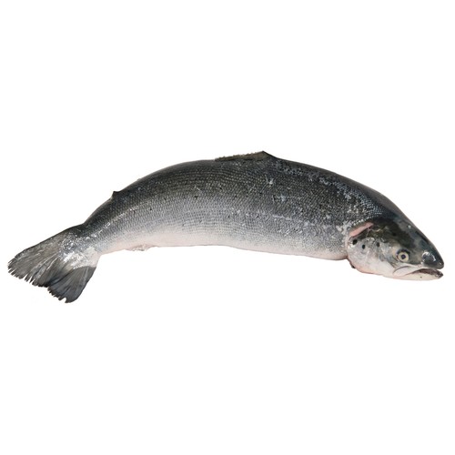 Salmón entero. - Entero limpio