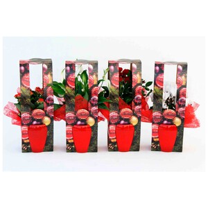 Imagen de Rosal mini con maceta de 12cm en caja regalo, GARDEN SERVICE.