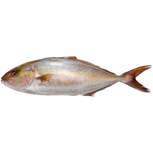 Medregal (Pez limón).