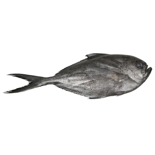 Palometa mostrador - Entera limpia