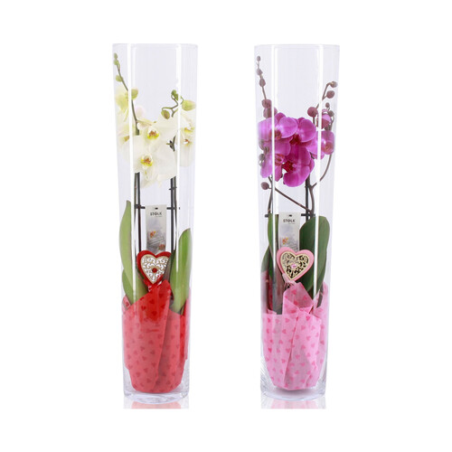 Orquídea de 2 tallos con jarrón de 30cm, color rosa o blanca surtido GARDEN SERVICE.