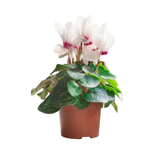 Cyclamen en maceta de 12cm, FLORABELLA.