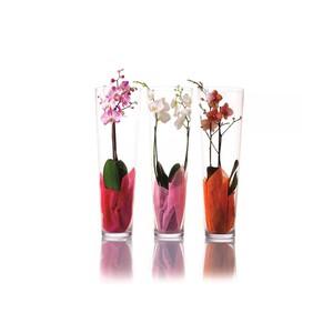 Imagen de Orquidea Phalaenopsis blanca en jarrón con gel M12 70CM.