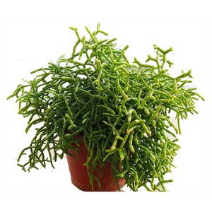 Imagen de Brocoli verde calabrese