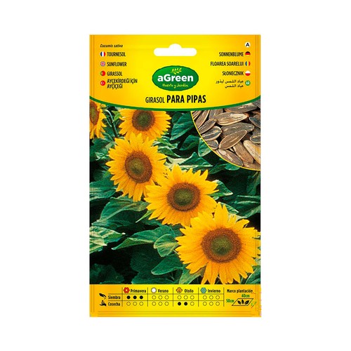Girasol para pipas