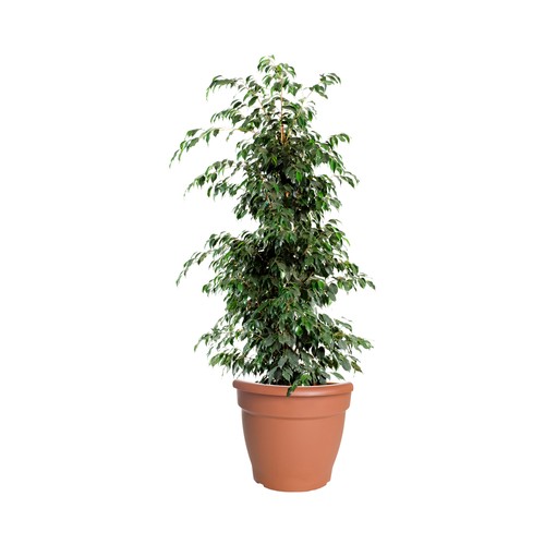 Ficus benjamina 1,5m en maceta de 20cm de diámetro, FLORABELLA.