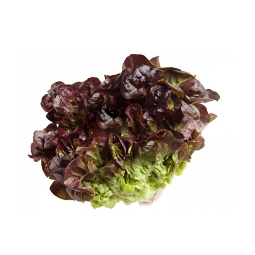 Lechuga hoja de roble verde