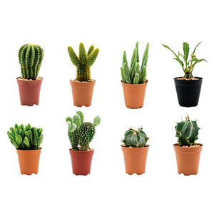 Imagen de Cactus y crasas surtidos con maceta de 5,5 centímetros, VIVEROS.