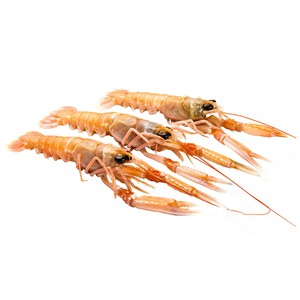 Imagen de Cigala arrocera 41-50.