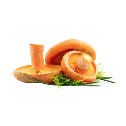 Níscalo bandeja 250 g.