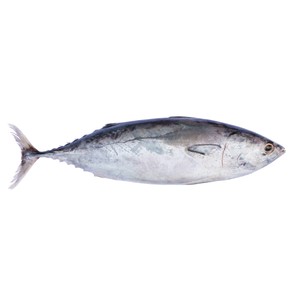 Imagen de Bonito mostrador - Entero limpio