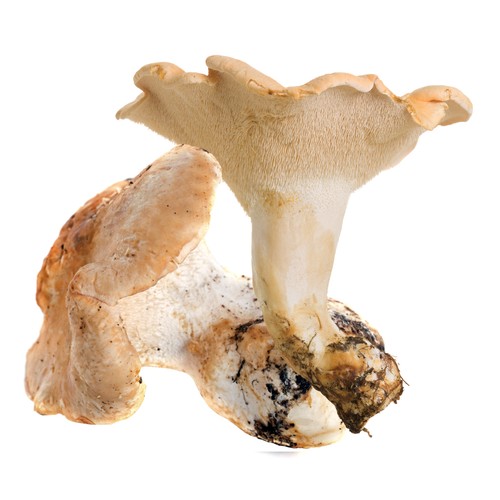 Setas lengua de vaca (Hydnum Repandum) 150 g.