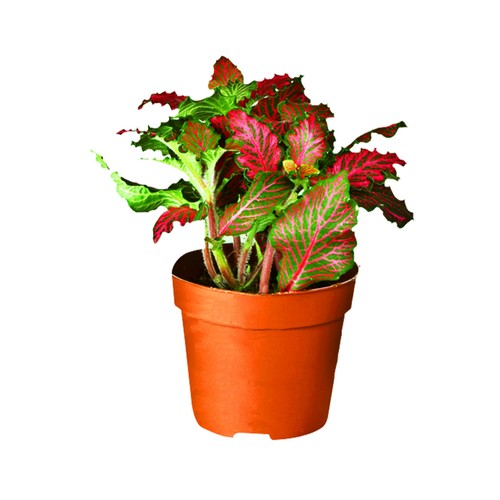 Kalanchoe o Calandiva en maceta de plástico de 15 centímetros VIVEROS.