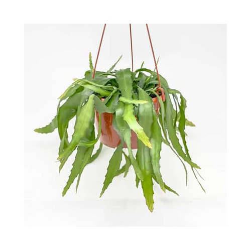 Cactus colgantes Epifitos, maceta de 15 cm, GARDEN SERVICE Interior y Exterior.