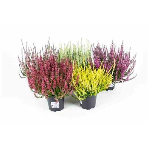 Planta de brezos con maceta de 12 centímetros, OZ PLANTEN.