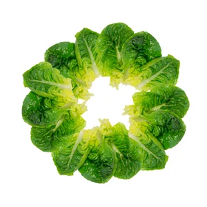 Lechuga romana 1 ud.