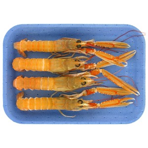 Cigalas arroceras
