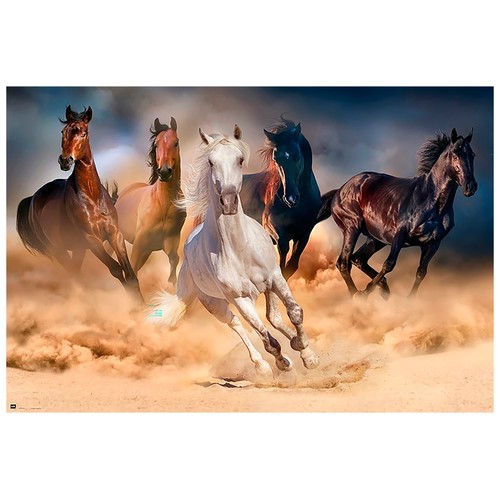 Póster de 5 caballos, 61 x 91,5 cm, GRUPO ERIK.