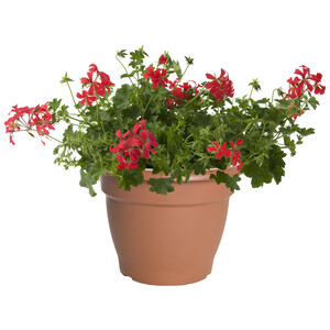 Imagen de Geranio de hiedra, FLORABELLA.