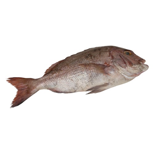 Pargo de cría mostrador - Entero limpio
