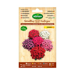 Imagen de Reina marg enano flor crisanteco AGreen