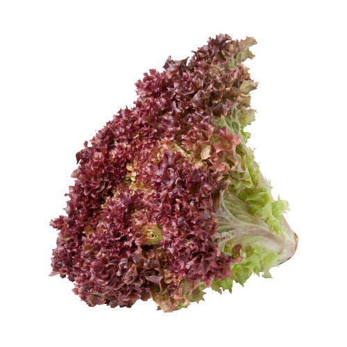 Lechuga lollo rosso 1 Unidad