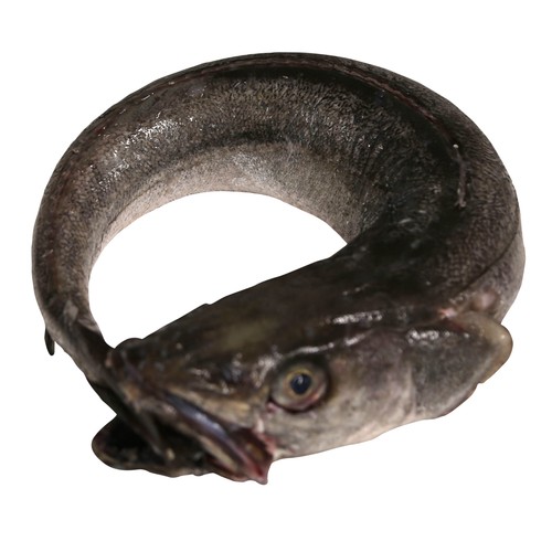 Merluza pincho de Celeiro mostrador.