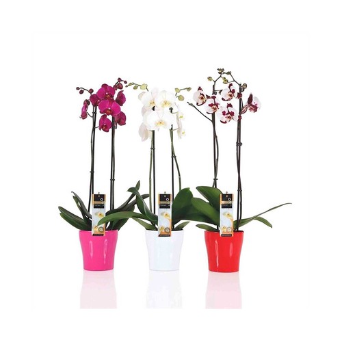 Orquídea Phalenopsis con 2 varas y maceta cerámica de 12cm, VIVEROS.