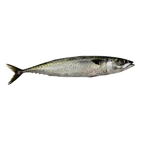 Caballa mostrador.