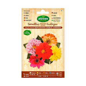 Imagen de Semillas de dalia semi enana doble variada aptas para cultivo ecológico, AGREEN HUERTO Y JARDÍN.