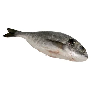 Dorada grande mostrador