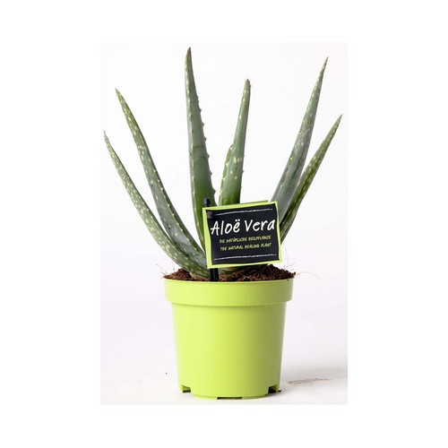 Planta Aloe Vera en maceta de 17 cm. VIVEROS.